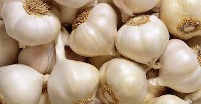 تصویر 4 از سیر اصفهان سفید تازه حبه‌ های بلند و خوش‌ فرم